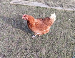 oeufs fécondés poules pondeuses