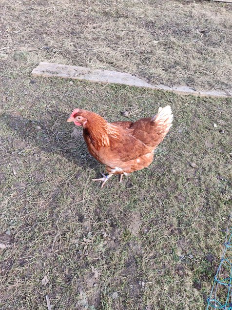 oeufs fécondés poules pondeuses