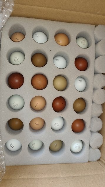 (LVDC) Mélange d'œufs de couleurs