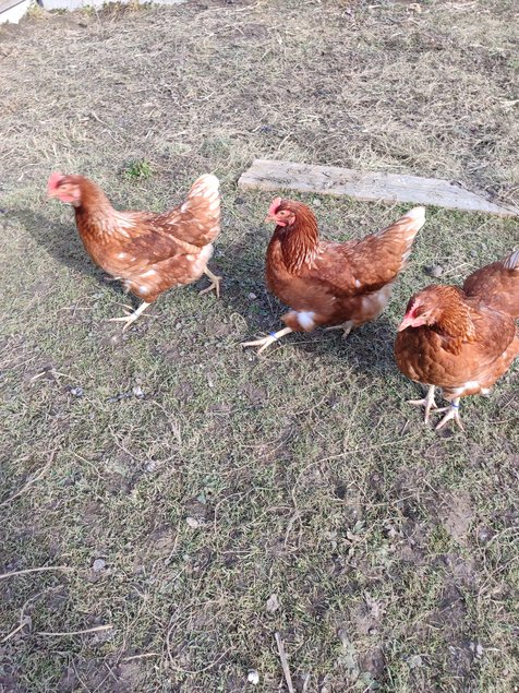 oeufs fécondés poules pondeuses