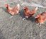 oeufs fécondés poules pondeuses