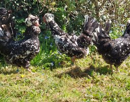 Oeufs à couver de la race HOUDAN
