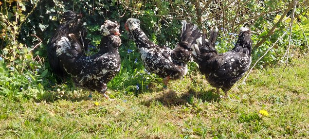 Oeufs à couver de la race HOUDAN