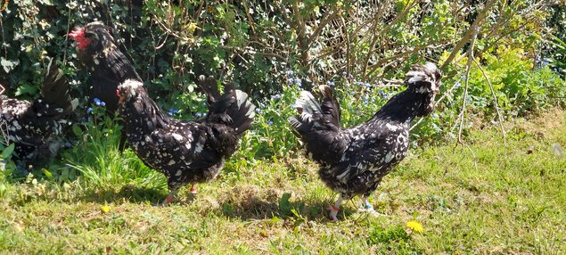 Oeufs à couver de la race HOUDAN