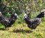 Oeufs à couver de la race HOUDAN