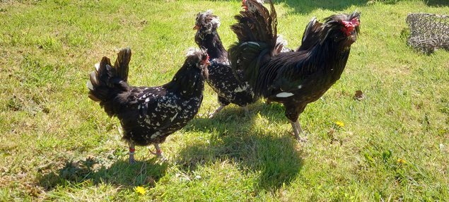 Oeufs à couver de la race HOUDAN