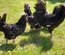 Oeufs à couver de la race HOUDAN