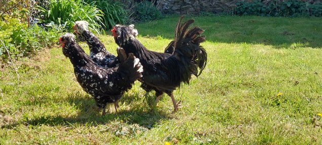 Oeufs à couver de la race HOUDAN