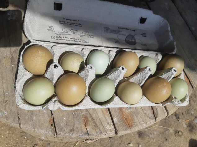 💚Olive egger : poule aux oeufs Vert