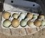 💚Olive egger : poule aux oeufs Vert