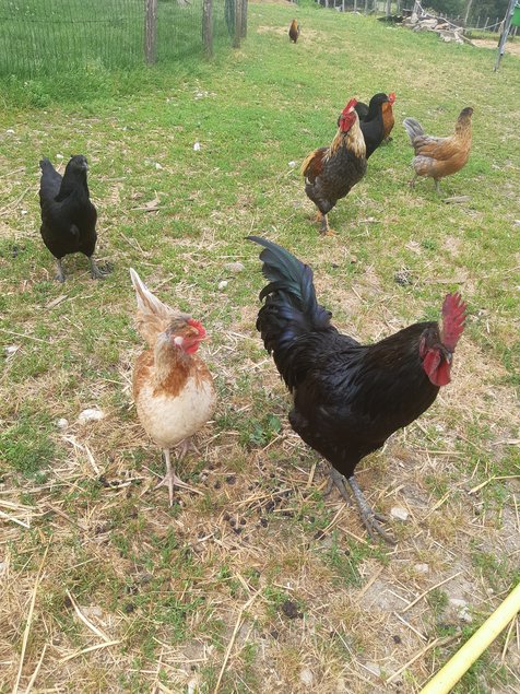 💚 Œufs de Couleur ( Poule Olivette)