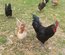💚 Œufs de Couleur ( Poule Olivette)