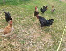 💚Olive egger : poule aux oeufs Vert