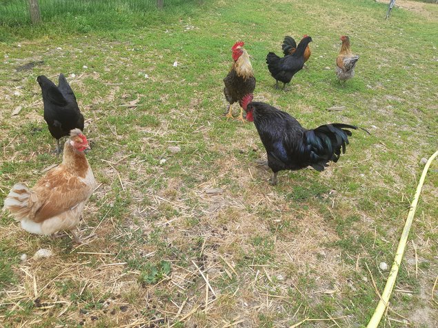 💚Olive egger : poule aux oeufs Vert