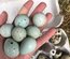 Gros lot de 90 oeufs de cailles du Japon