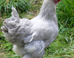 brahma isabelle