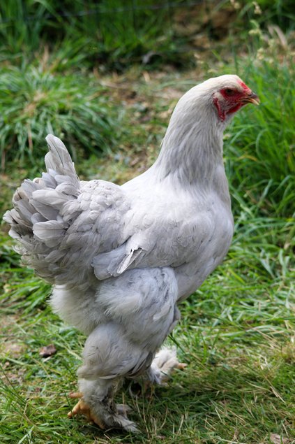 brahma isabelle
