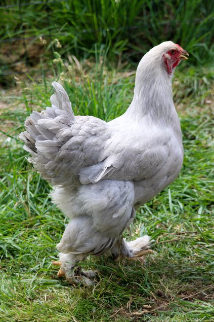 brahma isabelle
