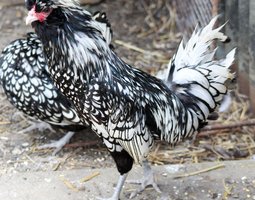 padoue argentée lisere noir