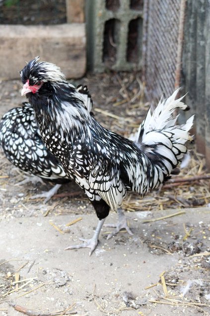 padoue argentée lisere noir