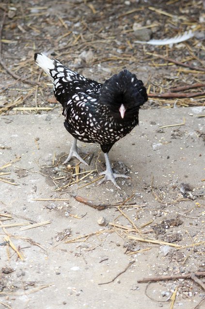 padoue argentée lisere noir