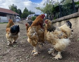 Oeufs brahma fauve hermine noir