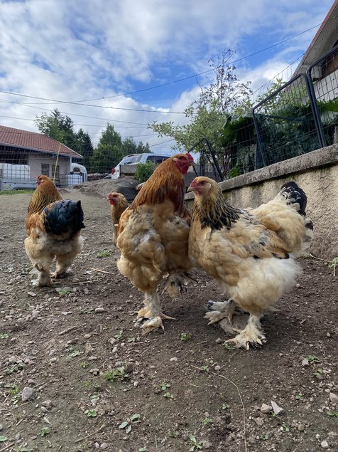 Oeufs brahma fauve hermine noir
