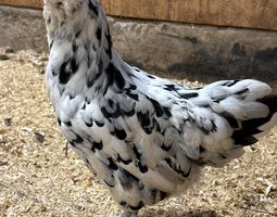 Œufs fécondés ameraucana