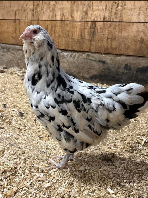 Œufs fécondés ameraucana