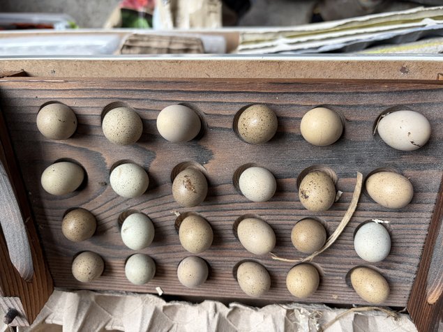 OEUF DE CAILLE DE CHINE