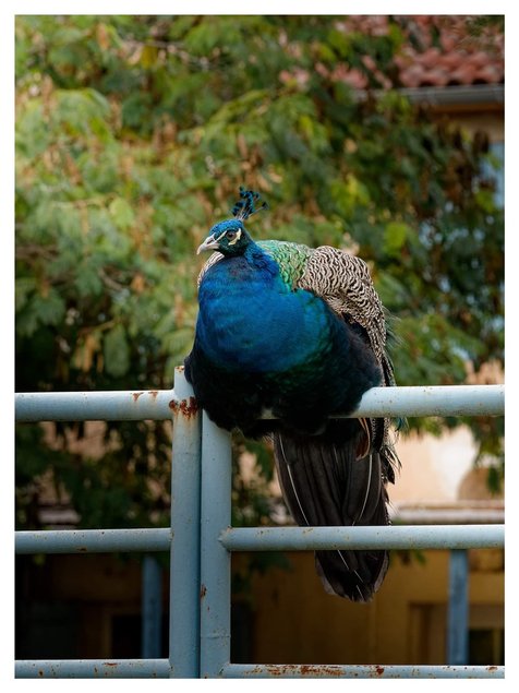 Paon bleu
