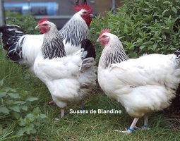 lot 12 oeufs Sussex pure race BHN (GR) "BIO" PROMO