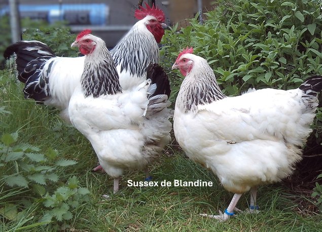 lot 12 oeufs Sussex pure race BHN (GR) "BIO" PROMO