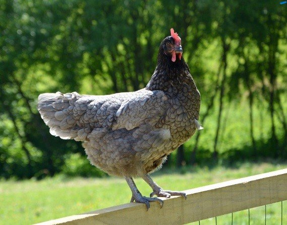 oeufs fécondés poules pondeuses