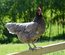 oeufs fécondés poules pondeuses