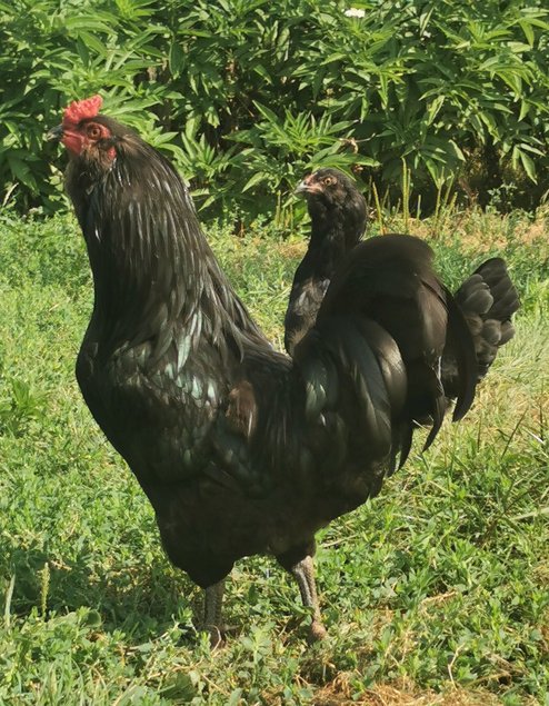 OEUFS AMERAUCANA OEUFS BLEU