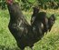 OEUFS AMERAUCANA OEUFS BLEU