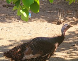 Oeufs à couver de Dinde Bronzé d'Amerique