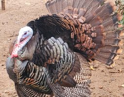 Oeufs à couver de Dinde Bronzé d'Amerique