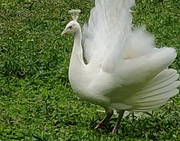 Oeufs paon blanc et./ou bleu