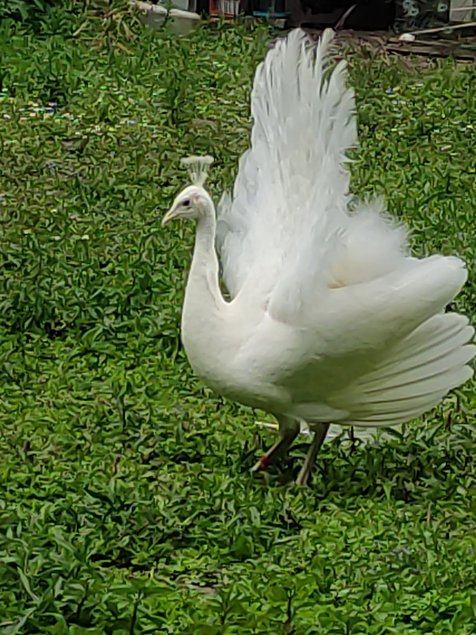 Oeufs paon blanc et./ou bleu