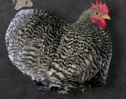 Pékin Coucou