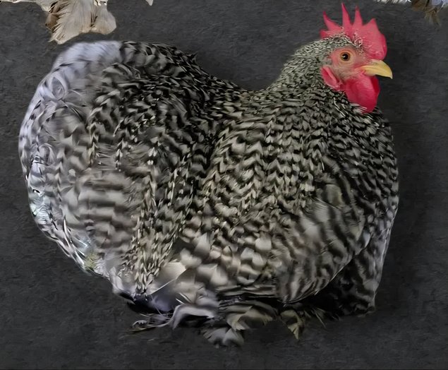 Pékin Coucou