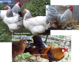 lot 12 oeufs mix pure race "BIO" Sussex, Javanaise et Sabelpoot
