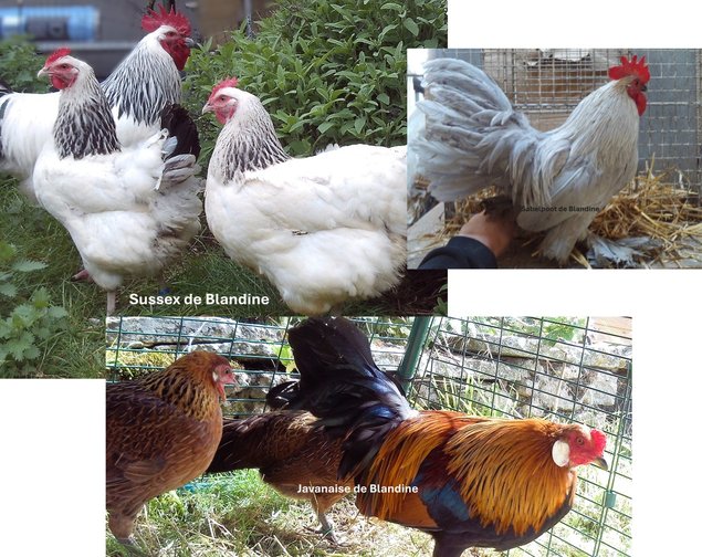 lot 12 oeufs mix pure race "BIO" Sussex, Javanaise et Sabelpoot