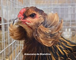 lot 12 oeufs Araucana à toupets pure race "BIO"