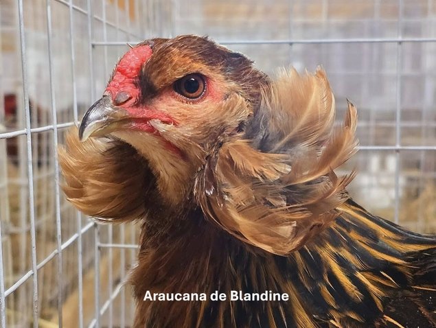 lot 12 oeufs Araucana à toupets pure race "BIO"