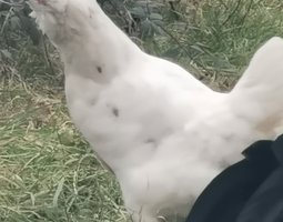 OEUFS AMERAUCANA OEUFS BLEU