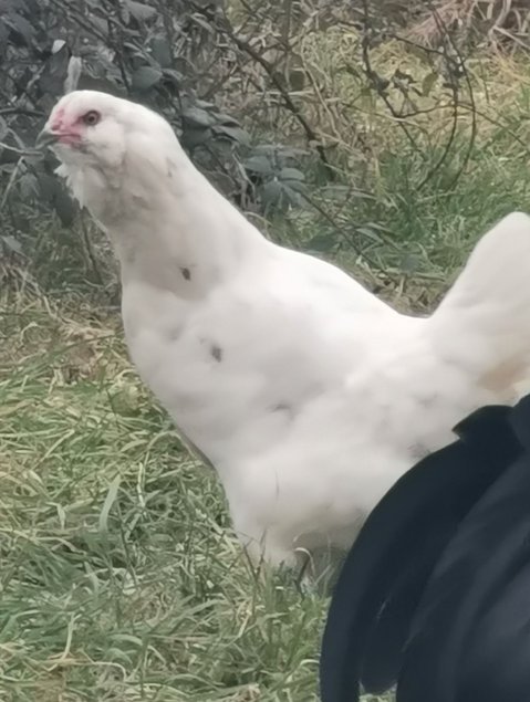 OEUFS AMERAUCANA OEUFS BLEU