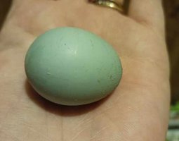 Oeuf de caille céladon bleu Tata Cocottes
